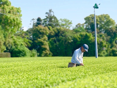 Introducing our Partner - Marutama Tea Company